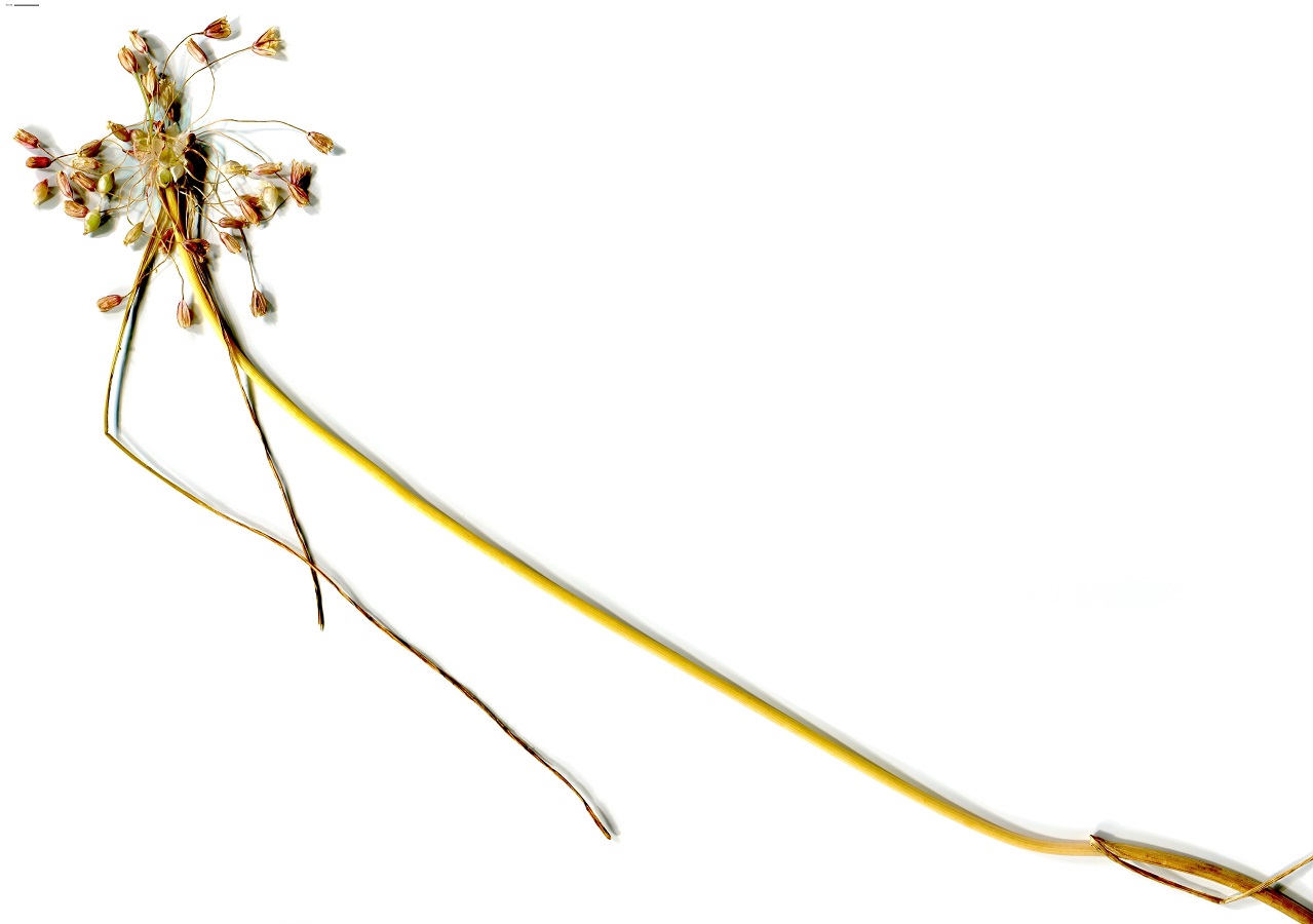 Allium oleraceum (Amaryllidaceae)